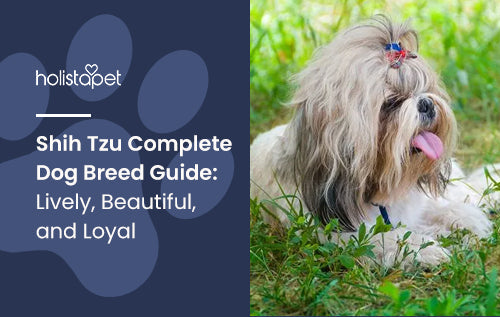 Shih Tzu Dog Breed Complete Guide: Lively, Beautiful, and Loyal