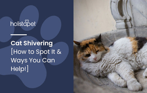 Cat Shivering [How to Spot It &amp; Ways You Can Help!]