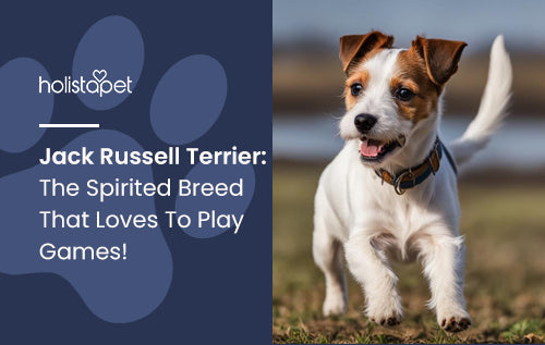 Jack Russell Terrier: The Spirited Breed That Loves To Play Games!