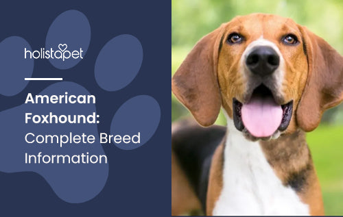 American Foxhound Dog Breed: Complete Breed Information