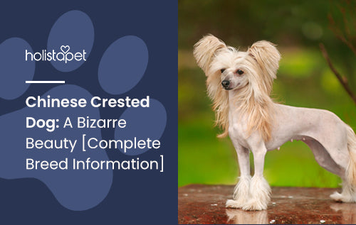 Chinese Crested Dog: A Bizarre Beauty [Complete Breed Information]