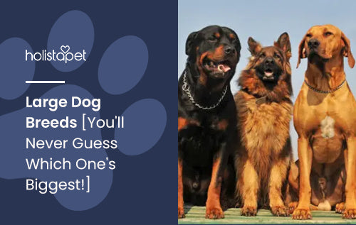 Large Dog Breeds [You'll Never Guess Which One's Biggest!]