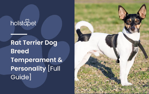 Rat Terrier Dog Breed Temperament & Personality [Full Guide]