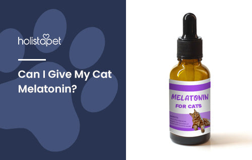 Can I Give My Cat Melatonin? [The Answer Might Surprise You]