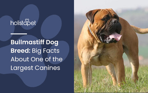 Bullmastiff Dog Breed: Big Facts About One of the Largest Canines