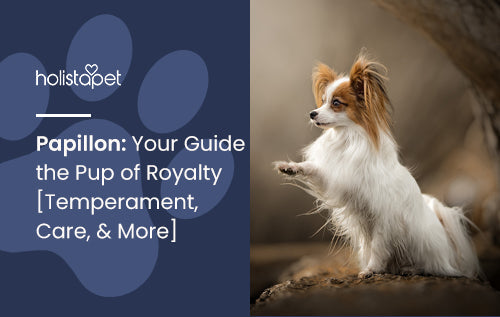 Papillon Dog Breed: Your Guide to the Pup of Royalty [Temperament, Care, & More]