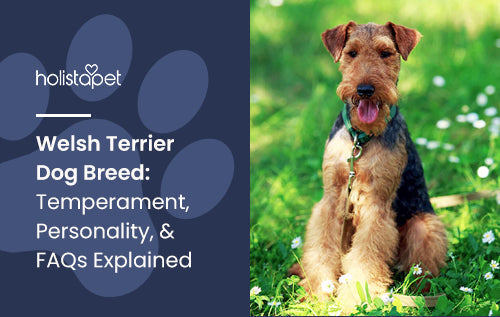 Welsh Terrier Dog Breed: Temperament, Personality, & FAQs Explained