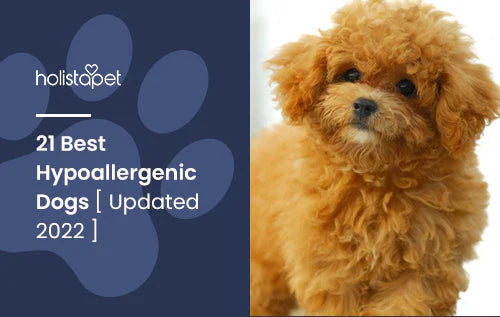 Best Hypoallergenic Dog Breeds