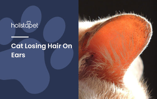 Cat Losing Hair On Ears: 6 Reasons Your Feline's Fur Is Falling Out
