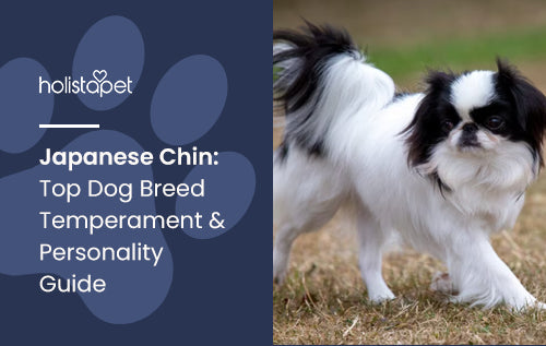 Japanese Chin: Top Dog Breed Temperament & Personality Guide