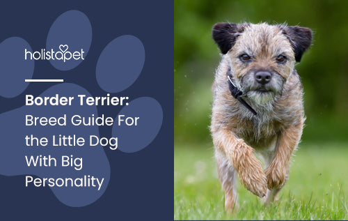 Border Terrier: Breed Guide For the Little Dog With Big Personality