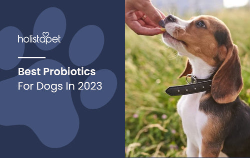 Best Probiotics For Dogs In 2023