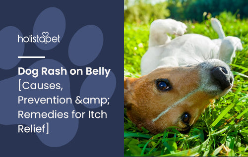 Dog Rash on Belly [Causes, Prevention &amp; Remedies for Itch Relief]