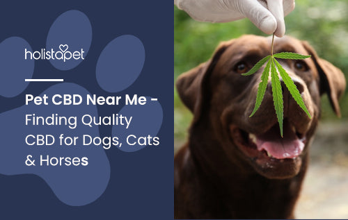 Pet CBD Near Me - Finding Quality CBD for Dogs, Cats & Horses
