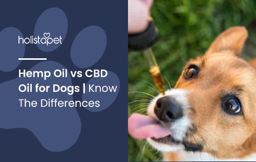 Hemp Oil vs CBD Oil for Dogs | Know The Differences