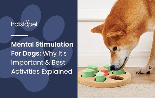 Mental Stimulation For Dogs: Why It's Important & Best Activities Explained