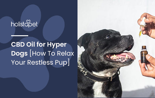 CBD Oil for Hyper Dogs [How To Relax Your Restless Pup]