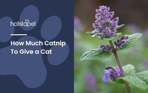 How Much Catnip To Give a Cat – How Much Is Too Much?