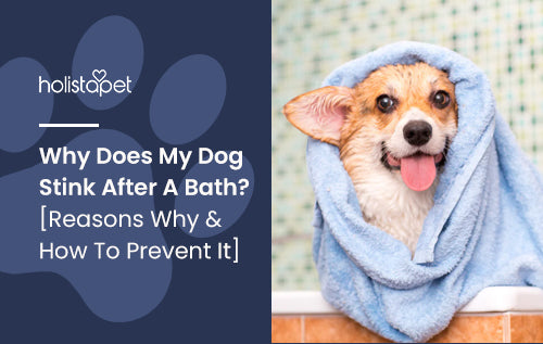 Why Does My Dog Stink After A Bath? [Reasons Why & How To Prevent It]