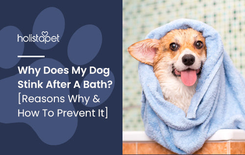 Why Does My Dog Stink Even After A Bath? [Reasons Why & How To Prevent It]