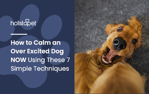 How to Calm an Over Excited Dog NOW Using These 7 Simple Techniques