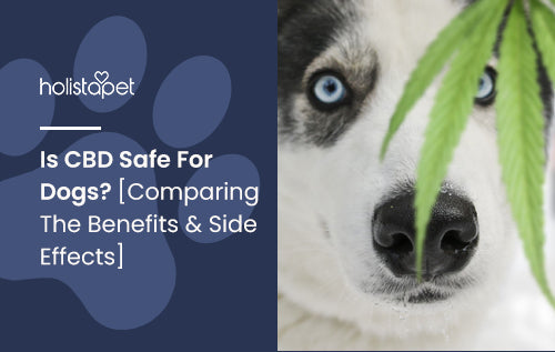 Is CBD Safe For Dogs? [Comparing The Benefits & Side Effects]