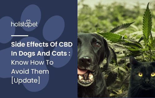 Side Effects Of CBD In Dogs And Cats : Know How To Avoid Them [Update]