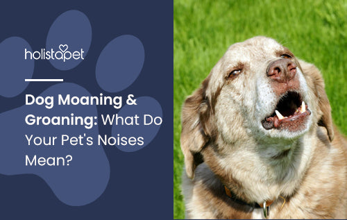 Dog Moaning & Groaning: What Do Your Pet's Noises Mean?