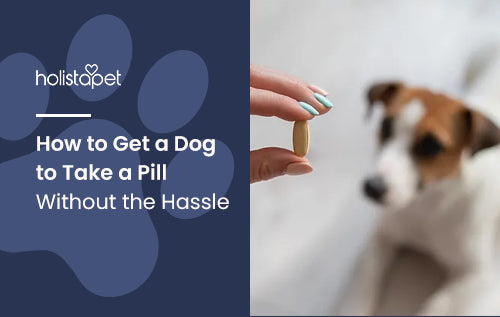 How to Get a Dog to Take a Pill Without the Hassle