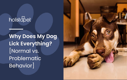 Why Does My Dog Lick Everything? [Normal vs. Problematic Behavior]