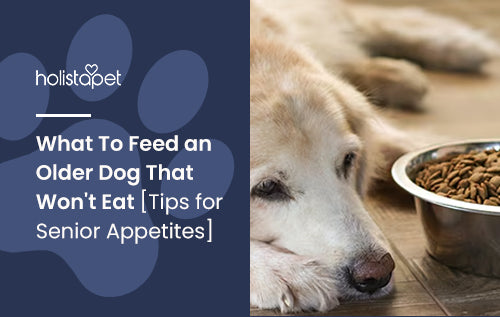 What To Feed an Older Dog That Won't Eat [Tips for Senior Appetites]