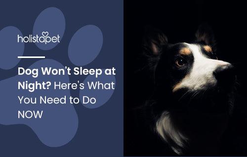 Dog Won't Sleep at Night? Here's What You Need to Do NOW