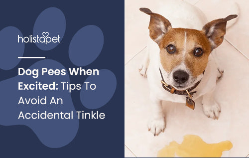 Dog Pees When Excited: Tips To Avoid An Accidental Tinkle