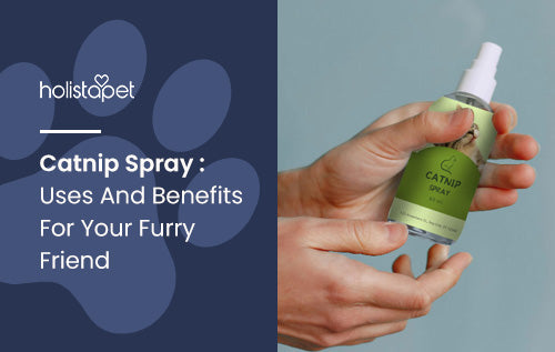 Catnip Spray : Uses And Benefits For Your Furry Friend