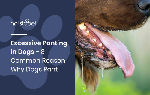 what to do if my dog is panting a lot