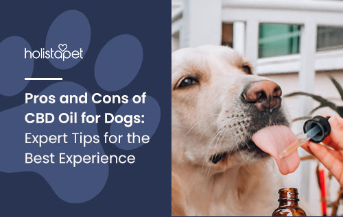 Pros and Cons of CBD Oil for Dogs: Expert Tips for the Best Experience