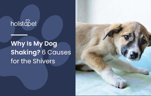 Why Is My Dog Shaking? 6 Causes for the Shivers