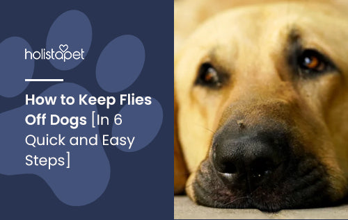 How to Keep Flies Off Dogs In 6 Quick and Easy Steps HolistaPet