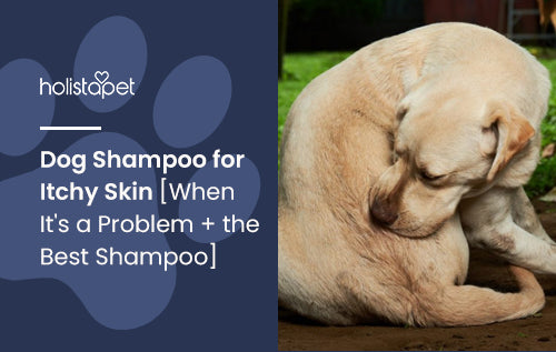 Dog Shampoo for Itchy Skin [When It's a Problem + the Best Shampoo]