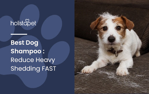 Best Dog Shampoo : Reduce Heavy Shedding FAST