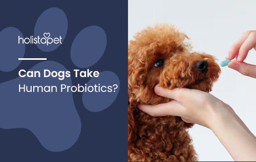 Can Dogs Take Human Probiotics?