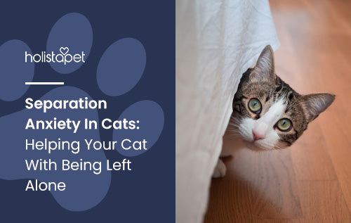 Separation Anxiety In Cats: Helping Your Cat With Being Left Alone