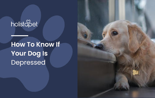 How To Know If Your Dog Is Depressed