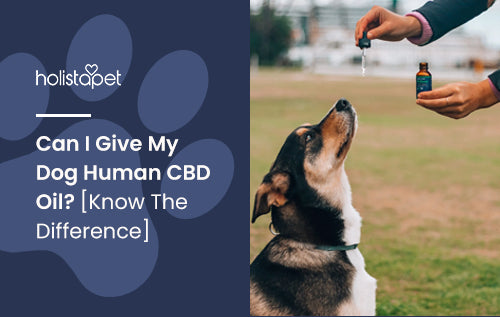 Can I Give My Dog Human CBD Oil? [Know The Difference]