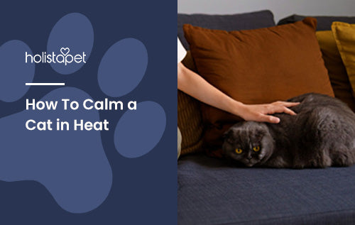 How To Calm a Cat in Heat [Basic Home Remedies To Calm Your Kitty]