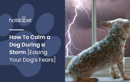 How To Calm a Dog During a Storm Easing Your Dog s Fears HolistaPet