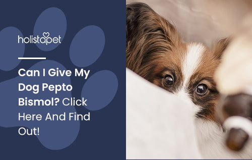 Can I Give My Dog Pepto Bismol? Click Here And Find Out!