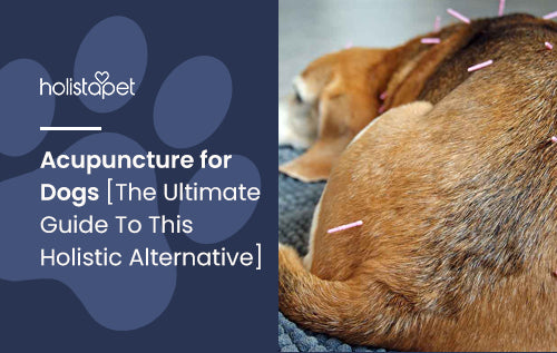 Acupuncture for Dogs [The Ultimate Guide To This Holistic Alternative]