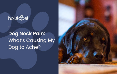 Dog Neck Pain: What’s Causing My Dog to Ache?