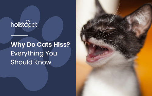 Why Do Cats Hiss? Everything You Should Know